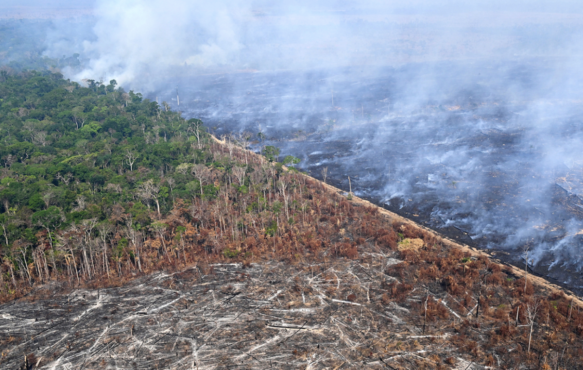 Brazil Launches Ambitious Amazon Reforestation Project